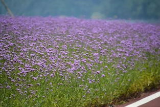 杭州網紅花海之柳葉馬鞭草 紫色浪漫的夢幻仙境